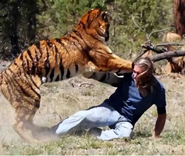 老虎吃人后为何一定要击毙？并非杀人偿命，而是有不堪设想的后患