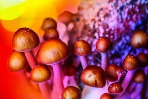 让人产生幻觉的“迷幻蘑菇”，竟能治疗抑郁症？临床试验效果显著