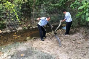 又是广东？深圳居民小区发现2米多长眼镜王蛇，这么多蛇哪来的？